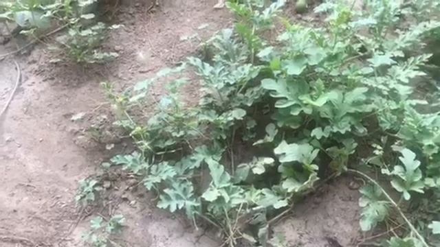 Como germinar semillas de sandía смотреть онлайн