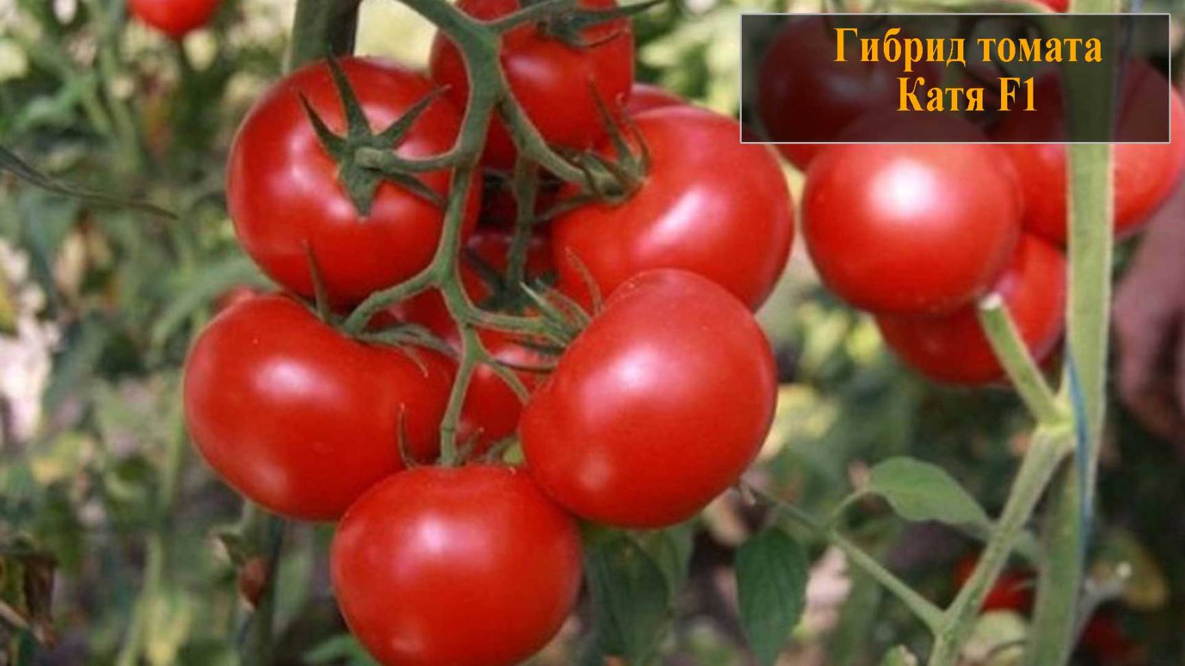 Гибрид томата Катя смотреть онлайн