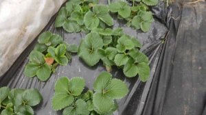 Что за зверь - этот Магнус ?! Сорт клубники с большим потенциалом.