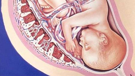 Сазонов С.В. Лекция по гистологии №29. Эмбриональное развитие человека - 2 смотреть онлайн