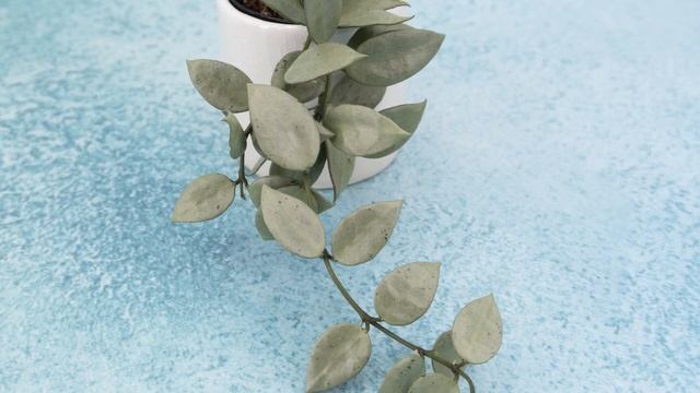 Hoya Lacunosa Louisa's Silver