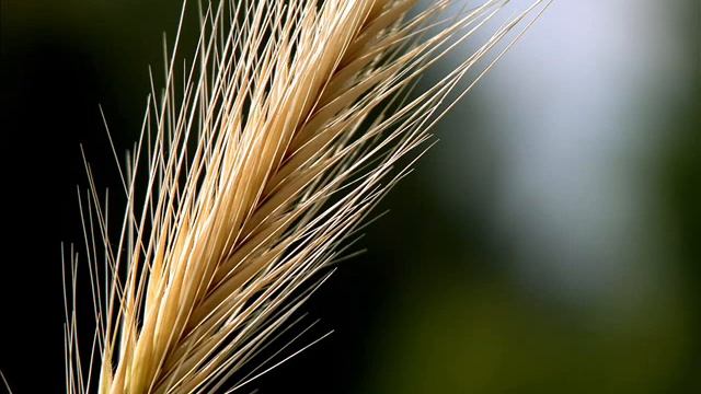 #Reader Ahmed Mohamed Salama | #Surah Yusuf смотреть онлайн