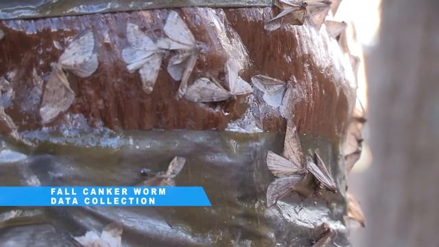 The Buzz: Fall Canker Worm Data Collection смотреть онлайн