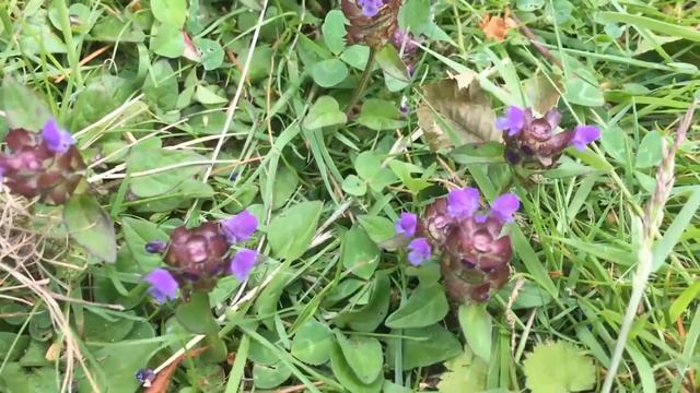 Common Selfheal Plant Identification смотреть онлайн