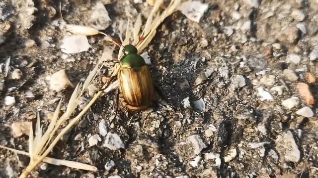 Coleottero giapponese Popillia japonica смотреть онлайн