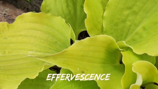 Хоста сорт Effervescence...горшок и открытый грунт...#hosta #коллекция #сорта #хоста