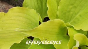 Хоста сорт Effervescence...горшок и открытый грунт...#hosta #коллекция #сорта #хоста