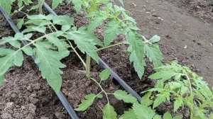 Высаживаем высокорослые томаты в теплице