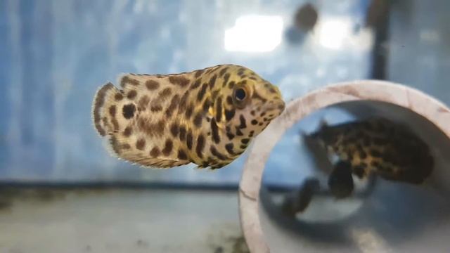 Ctenopoma acutirostre - Ctenopoma leopard 3-4 cm (ref 4445) смотреть онлайн