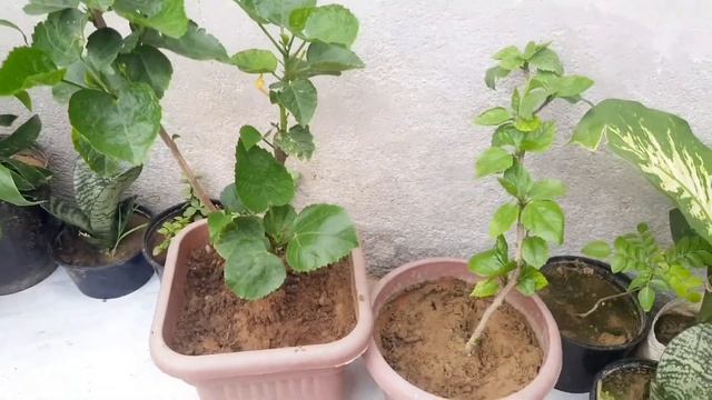 Hibiscus Plant From Cutting/ Why Hibiscus Plant Not Blooming .... смотреть онлайн