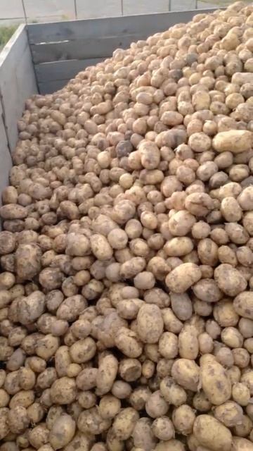 09.07.22 собрали свежий урожай молодой местной картошки смотреть онлайн