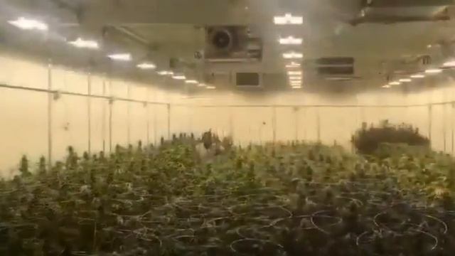 Конопелька мрія корполова смотреть онлайн