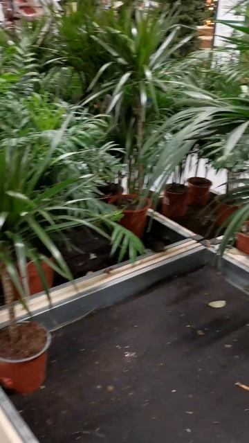 Лондон. B&Q. Привоз цветочков. Кактусы. Юкки. Гиацинты.London. B&Q. Cacti. Yucca. Hyacinths. смотреть онлайн