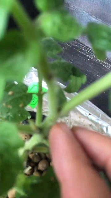 🍅🍅🍅Шок! У томата нет корней! Как так… #plant #gardening #hydroponics #vegetable #tomato смотреть онлайн
