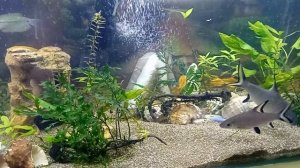 низкий уровень Ph в аквариуме. Поднимаем срочно.