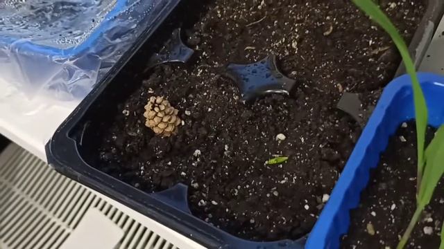 расточки-4 серия🌱 Обнова для подоконника смотреть онлайн