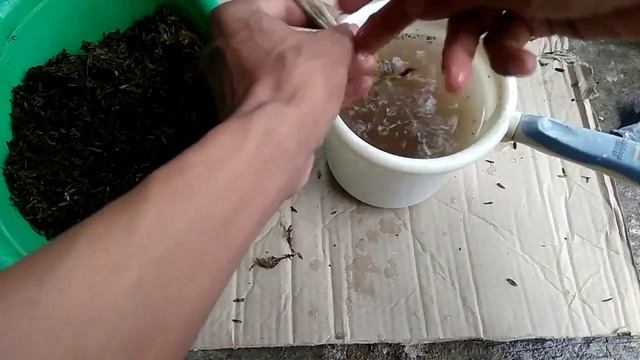 Unboxing Syngonium Albo Variegata & Green Splash смотреть онлайн