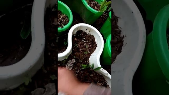 Посадка петуний смотреть онлайн