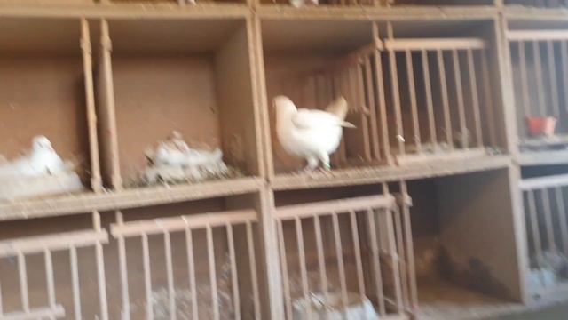 BAKI GÖYERCINLERI.Бакинские голуби линий Арунасa и Валдаса,metro-sg-250ml смотреть онлайн