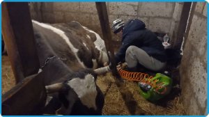 НАКАЧАЛИ КОРОВУ КОМПРЕССОРОМ И ЭТО ПОМОГЛО, ЖИЗНЬ В ДЕРЕВНЕ