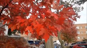 Это Тебе. Канадский Красный Клен Октябрь 2023