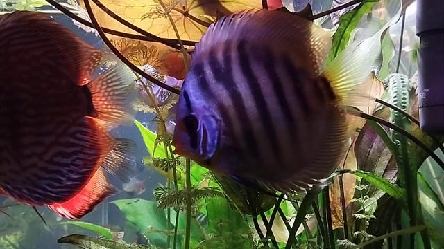 Aquarium Aftermath 13.04.2024 #264 смотреть онлайн