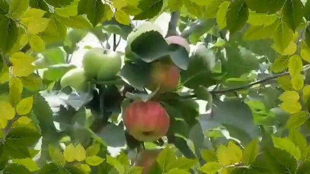 мохи рамазон рафт смотреть онлайн
