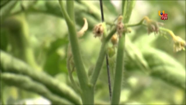 LÍNEAS DE TOMATE MUCHAMIEL Y TOMATE DE LA PERA CON RESISTENCIA GENÉTICA A VIRUS
