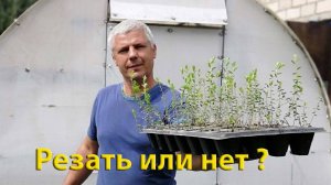 ПЕРЕСАДКА ОТЧЕРЕНКОВАННОЙ КЛЮКВЫ