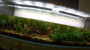 Будни Аквариумиста. Поработал после прогула с двумя травниками