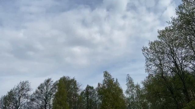 Прогулялся по Курортному лесопарку с новыми часами и ножом, встретил велокросс и жабу смотреть онлайн