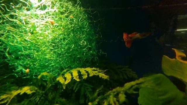 ✨️черноголовка/ Metall Red Lase ✨️ смотреть онлайн