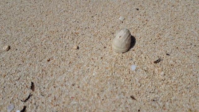 Hermit Crab Coenobita scaevola on the island Giftun (Hurghada) смотреть онлайн