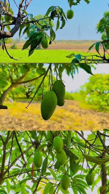 बचपन के वो खेल खिलौने #viral #trending #shortsfeed #new #song #143 #mango #shorts смотреть онлайн
