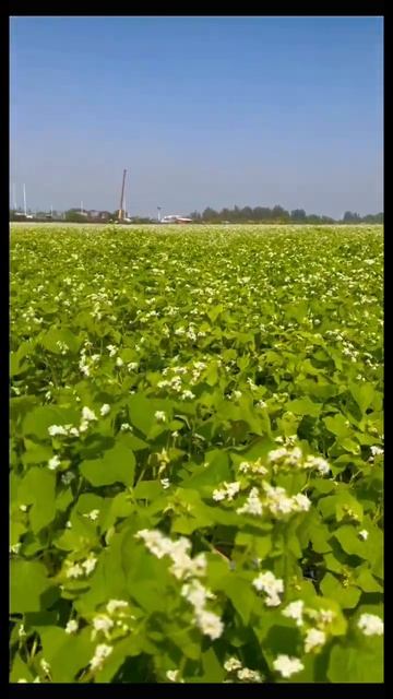 韓劇鬼怪《蕎麥花海》讓人印象深刻～現在台中也有浪漫蕎麥花田～ смотреть онлайн