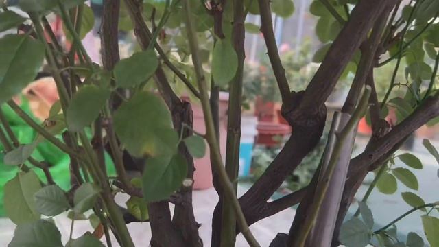 How to do Root pruning and Initial Root feedings смотреть онлайн