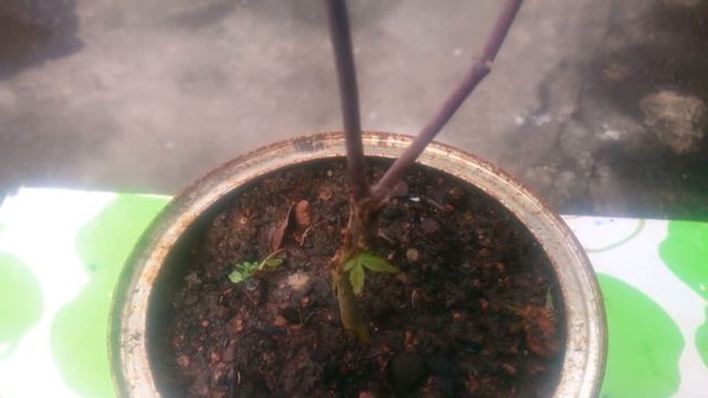 ACER PALMATUM (INABA SHIDARE DISSECTUM ) смотреть онлайн