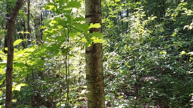 Звучание леса 2 июня 2024 г: пеночка-трещотка, зарянка... смотреть онлайн