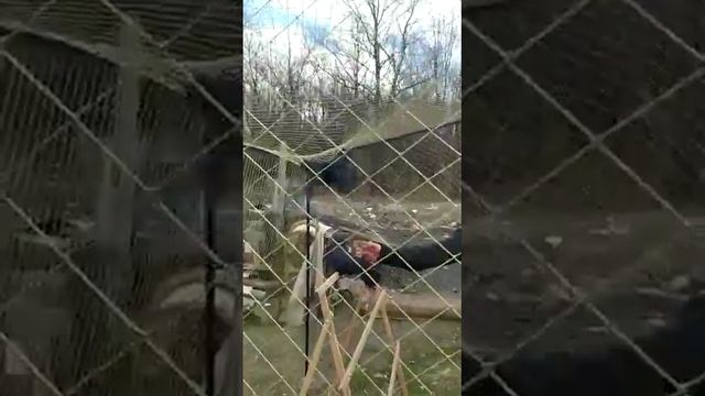 Подкидка моих голубей в палатке. смотреть онлайн