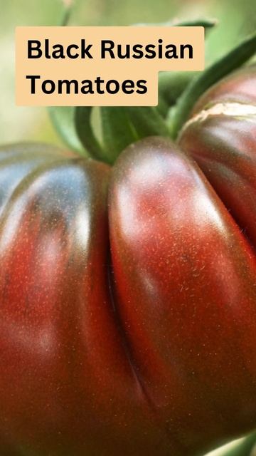 Black Russian Tomatoes (Best Tomato Varieties to Grow in Australia) смотреть онлайн