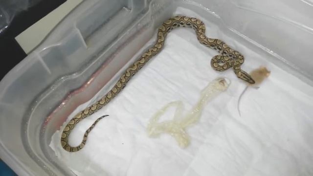 Alimentação e. c. hygrophilus filhote após muda de pele смотреть онлайн