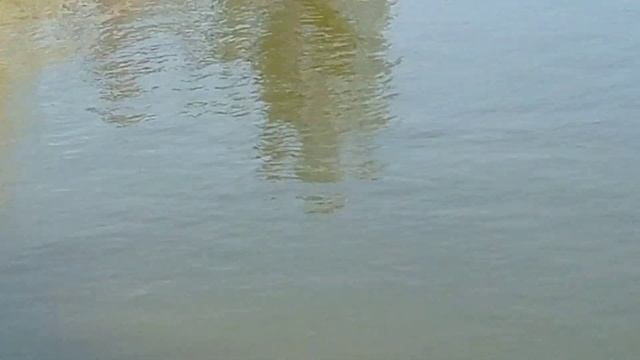 Как спят черные лебеди в Shirvan Wines смотреть онлайн