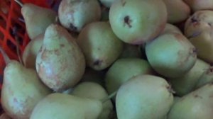 груша в  сибири урожай 2023 г.