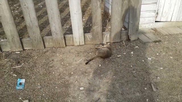 cat and rat fight (бой кошки с крысой) смотреть онлайн