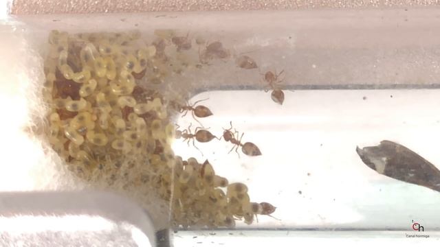 Nueva colonia Gamma, crematogaster biroi смотреть онлайн