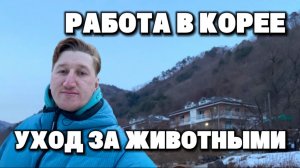 УХОД ЗА ЖИВОТНЫМИ,КАК ОДНА ИЗ РАБОТА В ЮЖНОЙ КОРЕЕ.