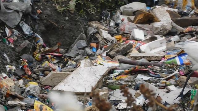 Black-headed Ibis. 28 11 23 S Knld Rd b 1 смотреть онлайн