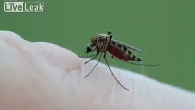 комар смотреть онлайн