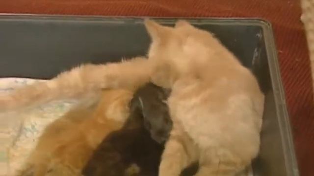 Chats et lapin смотреть онлайн
