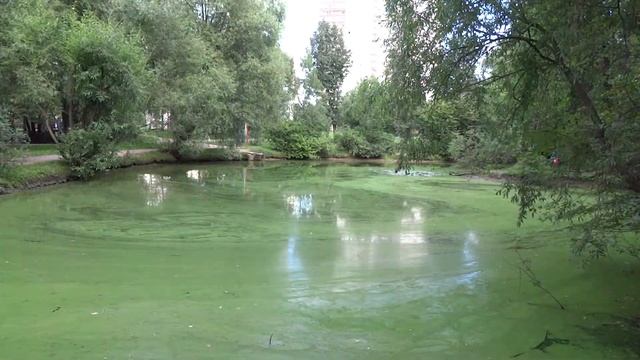 Позеленевшие воронцовские пруды смотреть онлайн